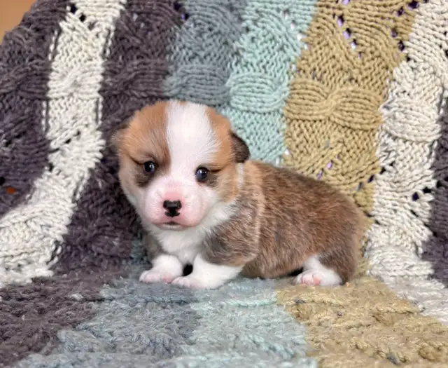 Corgi Puppies - Photo 9