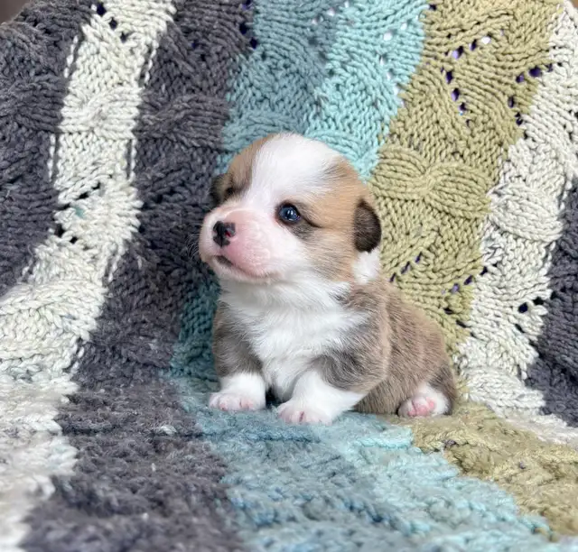 Corgi Puppies - Photo 10