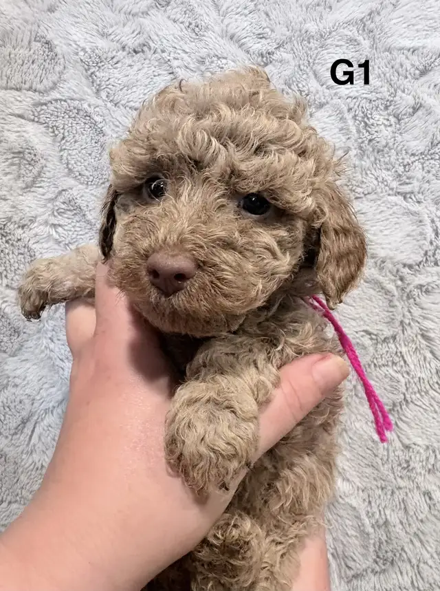 Mini Goldendoodles