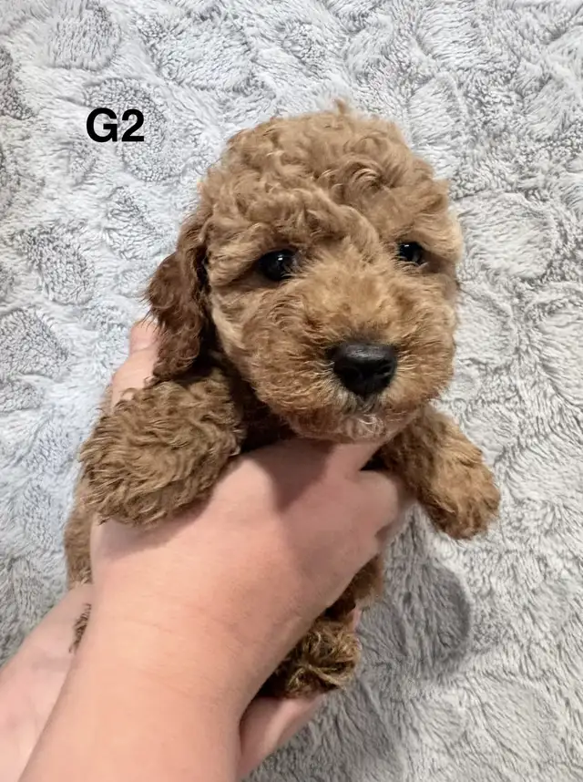 Mini Goldendoodles - Photo 2