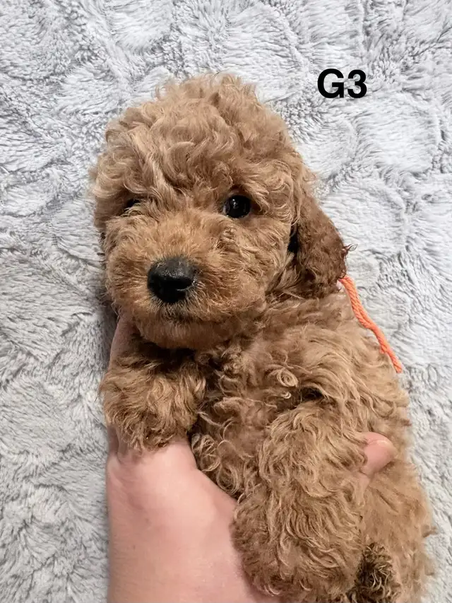 Mini Goldendoodles - Photo 3