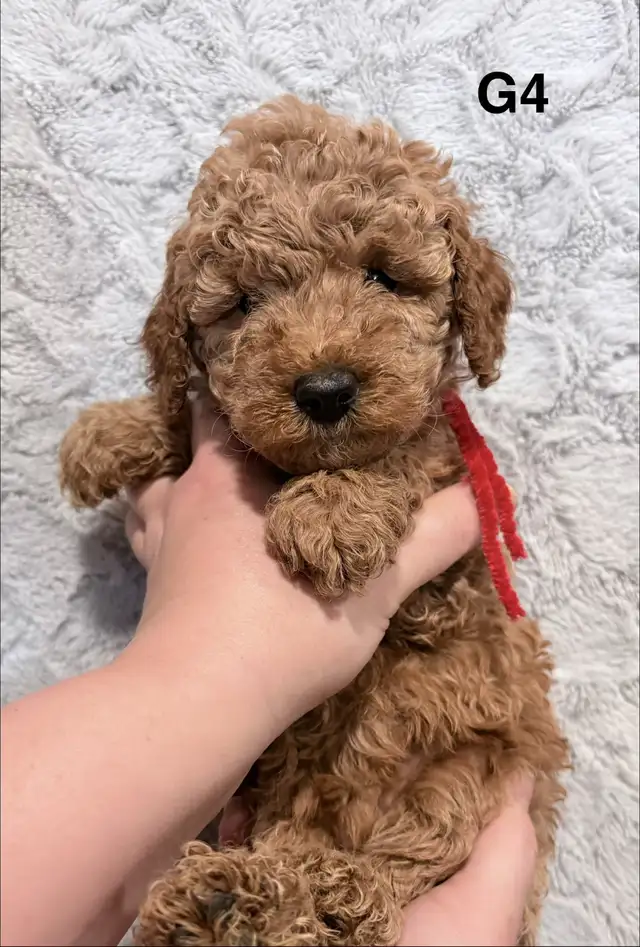 Mini Goldendoodles - Photo 4