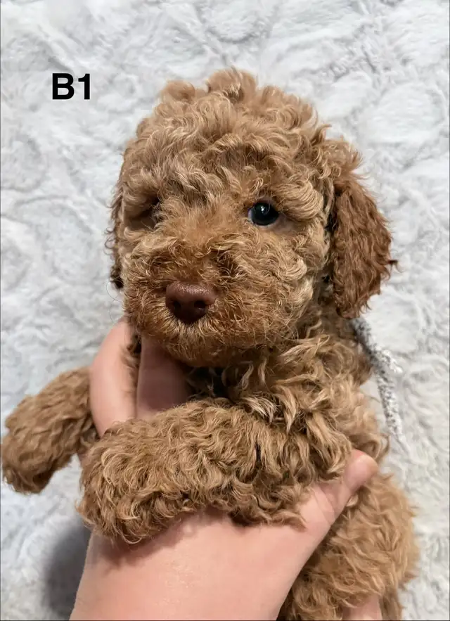 Mini Goldendoodles - Photo 5