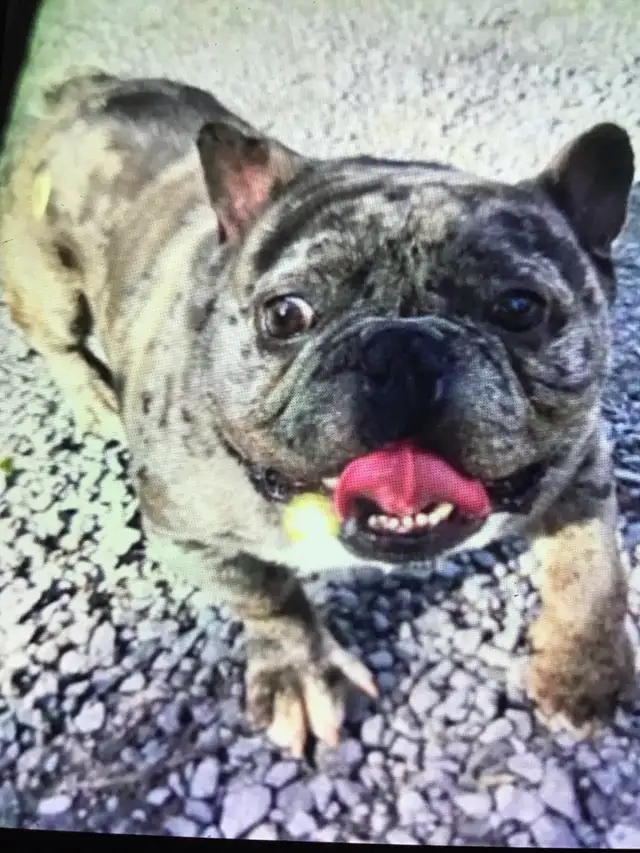 avendre mon beau Scareface buldog français