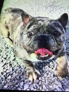 avendre mon beau Scareface buldog français