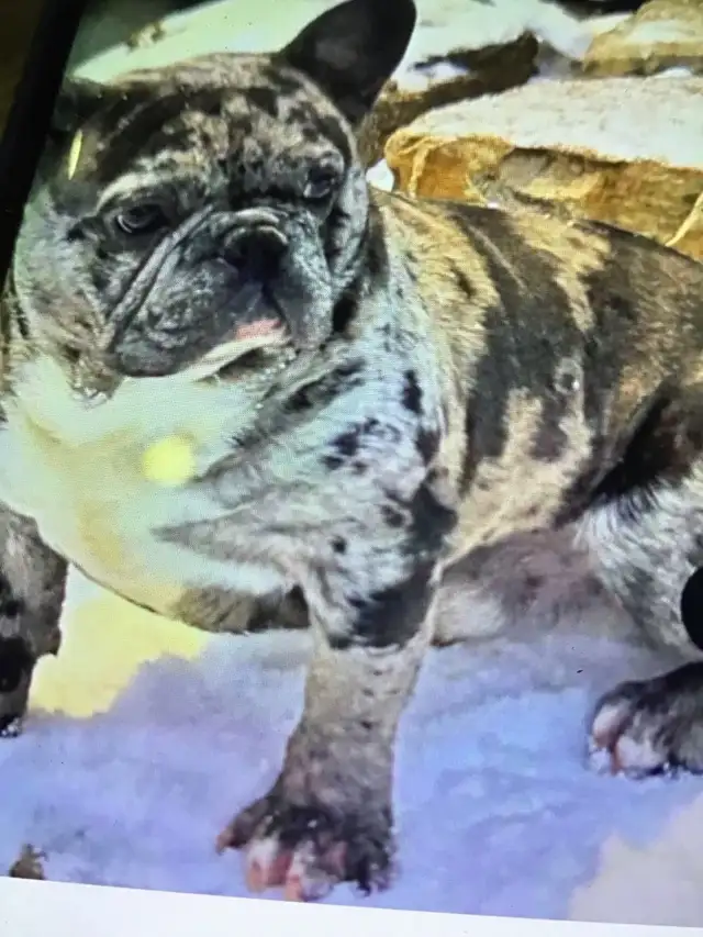 avendre mon beau Scareface buldog français - Photo 2