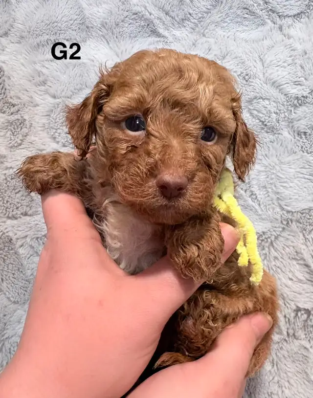 Mini Goldendoodles - Photo 2