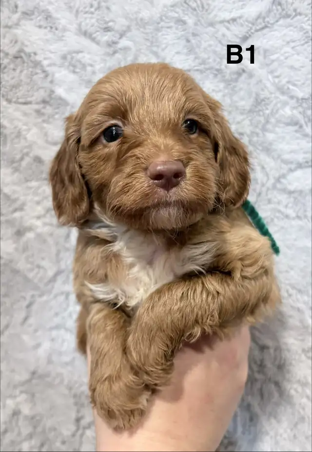 Mini Goldendoodles - Photo 3