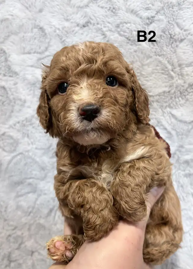 Mini Goldendoodles - Photo 4