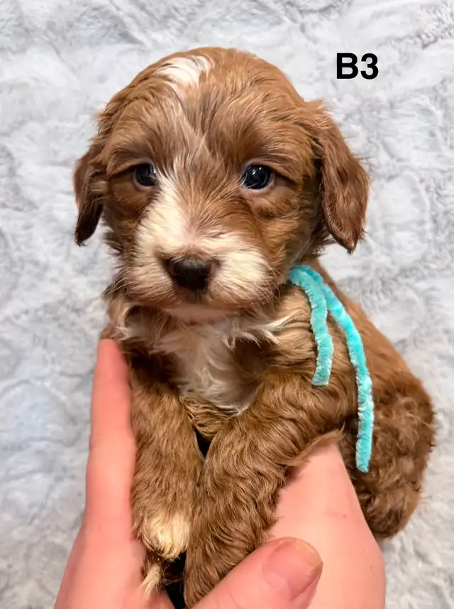 Mini Goldendoodles - Photo 5