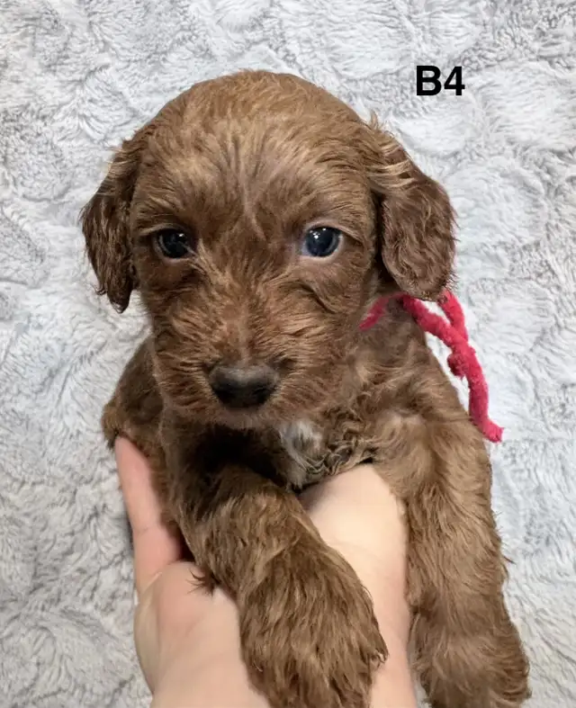 Mini Goldendoodles - Photo 6