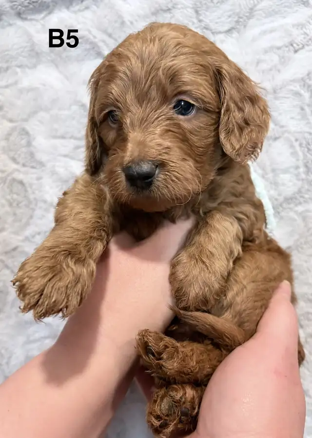 Mini Goldendoodles - Photo 7