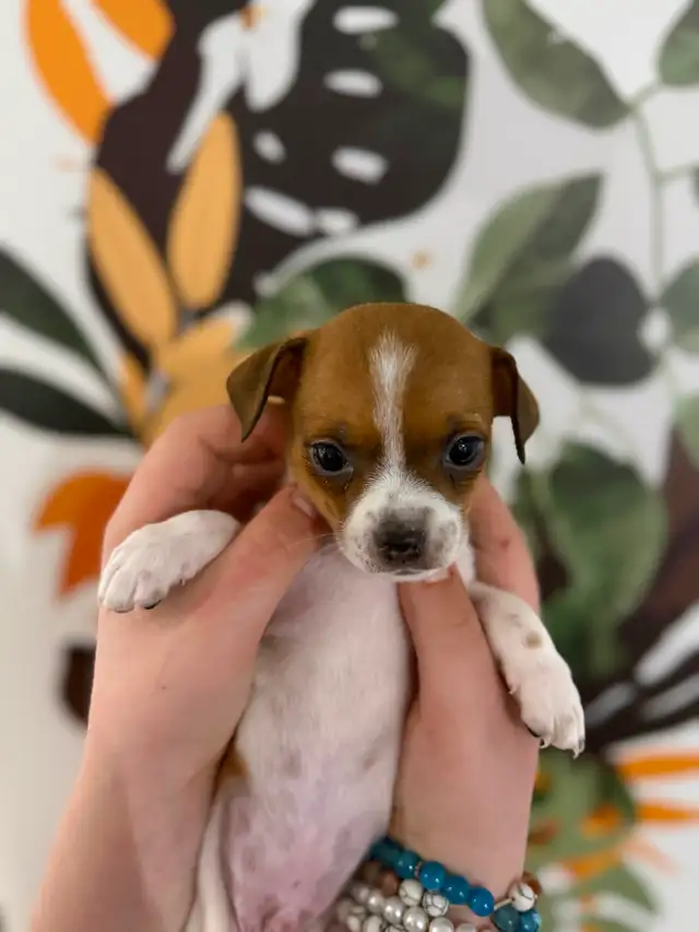 BÉBÉS CHIHUAHUA - Photo 2