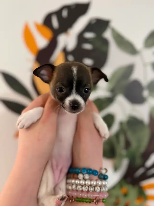 BÉBÉS CHIHUAHUA - Photo 3