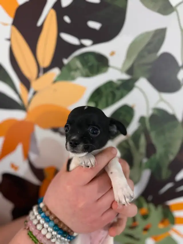 BÉBÉS CHIHUAHUA - Photo 4