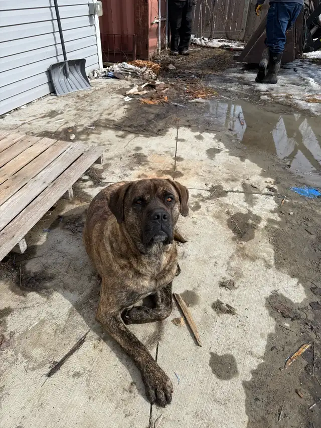 Carso Carso needs a new home