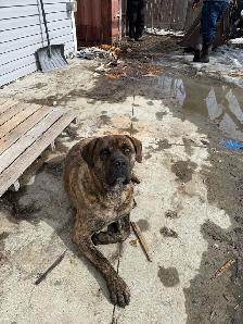 Carso Carso needs a new home