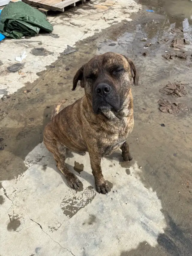 Carso Carso needs a new home - Photo 2