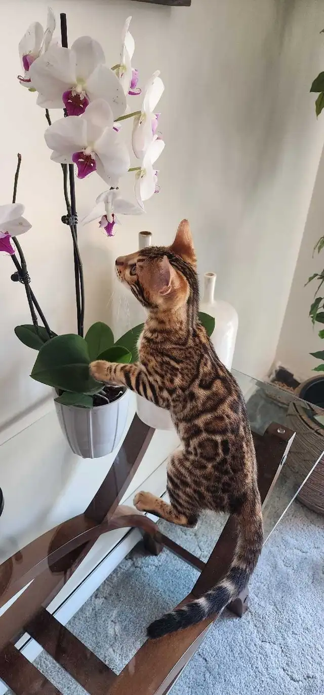 Bengal Kittens ( Rosettes on Gold) TICA registration - Photo 3