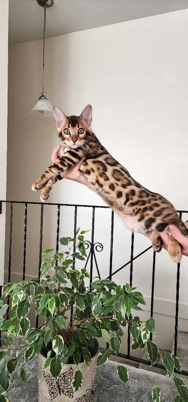 Bengal Kittens ( Rosettes on Gold) TICA registration - Photo 6