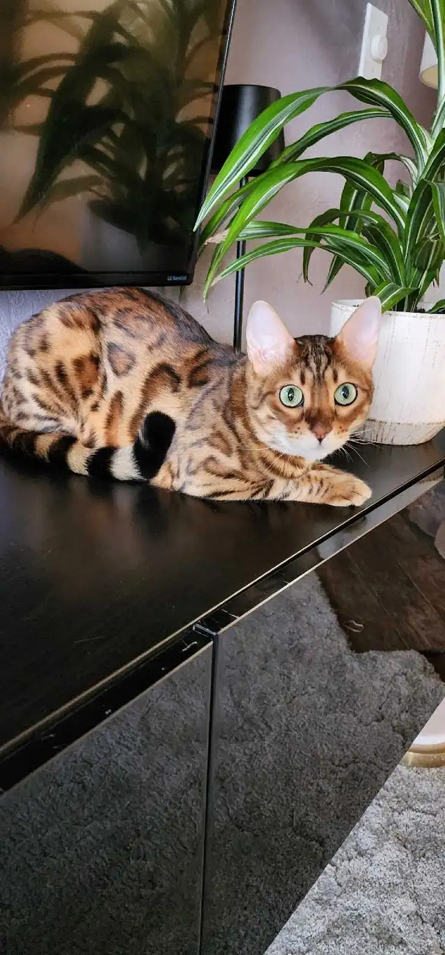 Bengal Kittens ( Rosettes on Gold) TICA registration - Photo 10