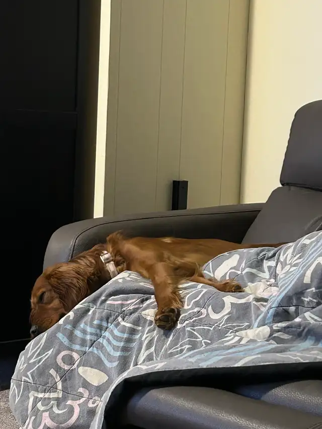 Missing dog - Photo 2