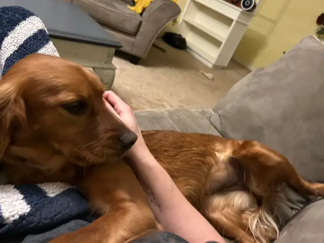 Missing dog - Photo 3