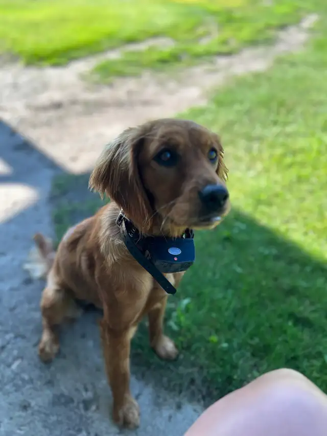 Missing dog - Photo 4