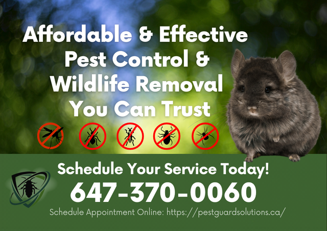 Wildlife & Pest Control Starting at $199 | Fast & Effective