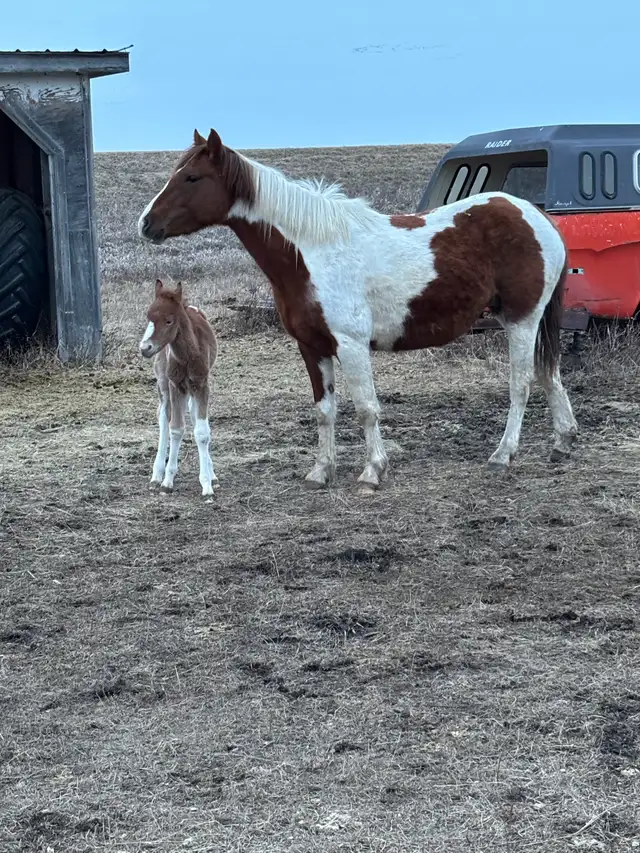 2 Mares with babies - Photo 2