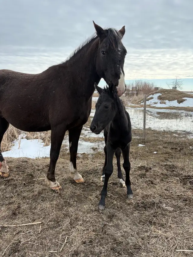 2 Mares with babies - Photo 3