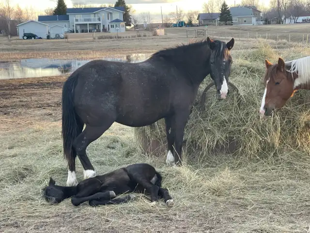 2 Mares with babies - Photo 4
