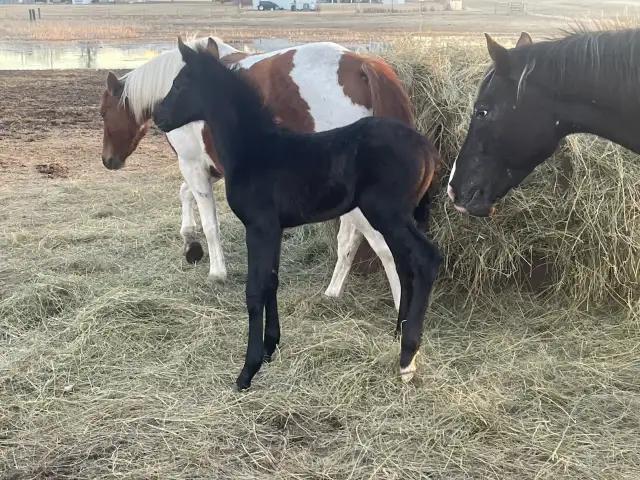 2 Mares with babies - Photo 5