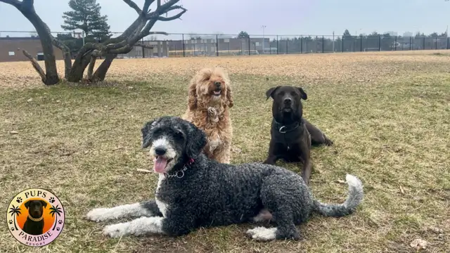 PUPS PARADISE RESORT - Dog Daycare & Boarding - Photo 4