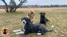 PUPS PARADISE RESORT - Dog Daycare & Boarding - Photo 4