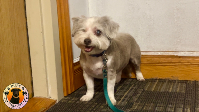 PUPS PARADISE RESORT - Dog Daycare & Boarding - Photo 5