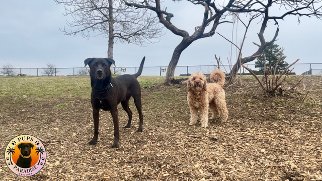 PUPS PARADISE RESORT - Dog Daycare & Boarding - Photo 6