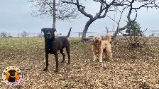 PUPS PARADISE RESORT - Dog Daycare & Boarding - Photo 6