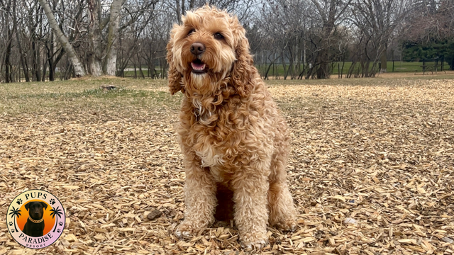 PUPS PARADISE RESORT - Dog Daycare & Boarding - Photo 7