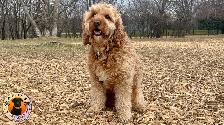 PUPS PARADISE RESORT - Dog Daycare & Boarding - Photo 7