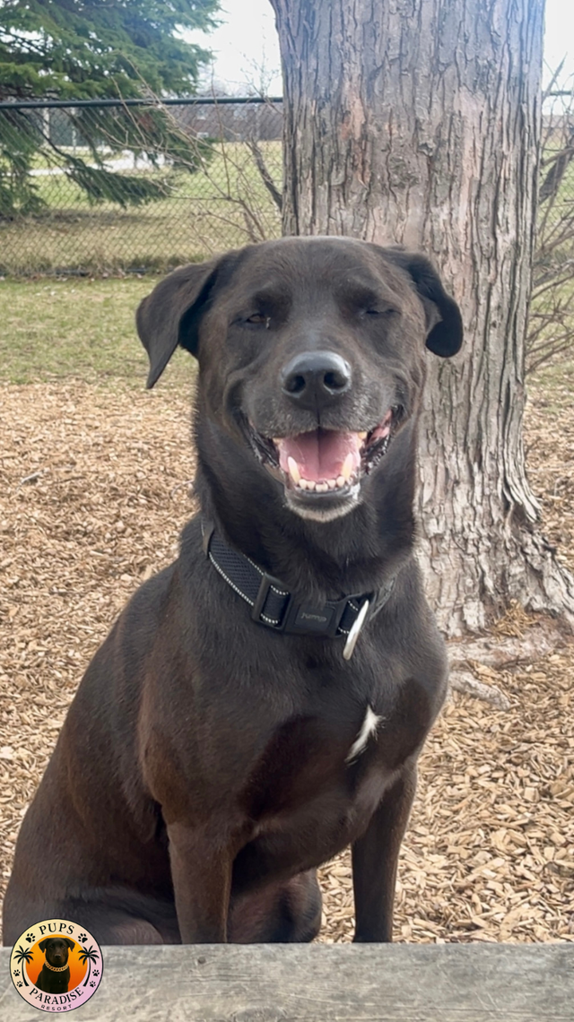 PUPS PARADISE RESORT - Dog Daycare & Boarding - Photo 8