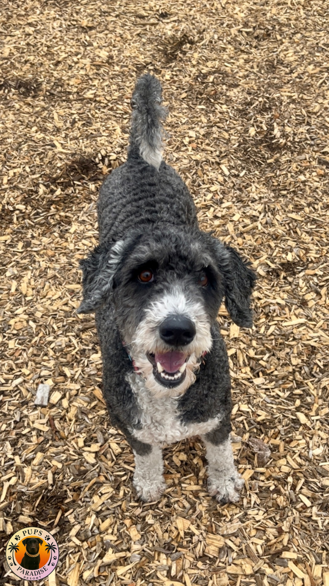 PUPS PARADISE RESORT - Dog Daycare & Boarding - Photo 9