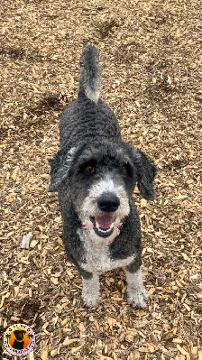PUPS PARADISE RESORT - Dog Daycare & Boarding - Photo 9