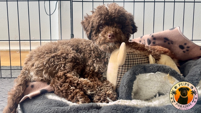 PUPS PARADISE RESORT - Dog Daycare & Boarding - Photo 10