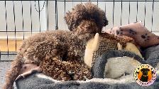 PUPS PARADISE RESORT - Dog Daycare & Boarding - Photo 10