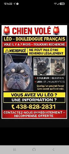 LEO EST TOUJOURS RECHERCHER. 438-828-2831 Ariane