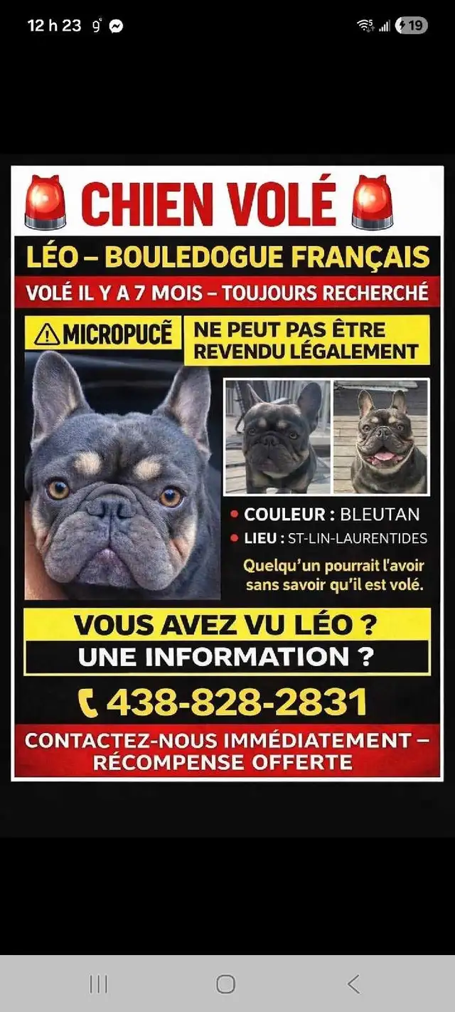 Leo est disparu depuis le 1 octobre 2025, 438-828-2831 Ariane