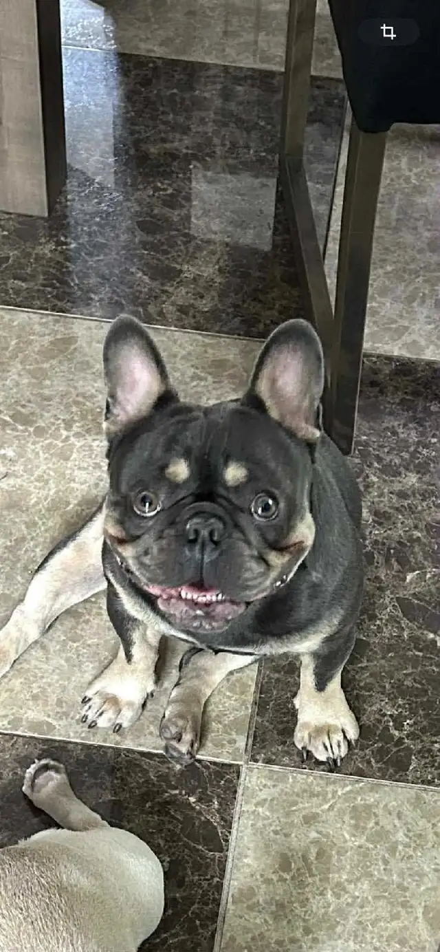 Leo est disparu depuis le 1 octobre 2025, 438-828-2831 Ariane - Photo 5