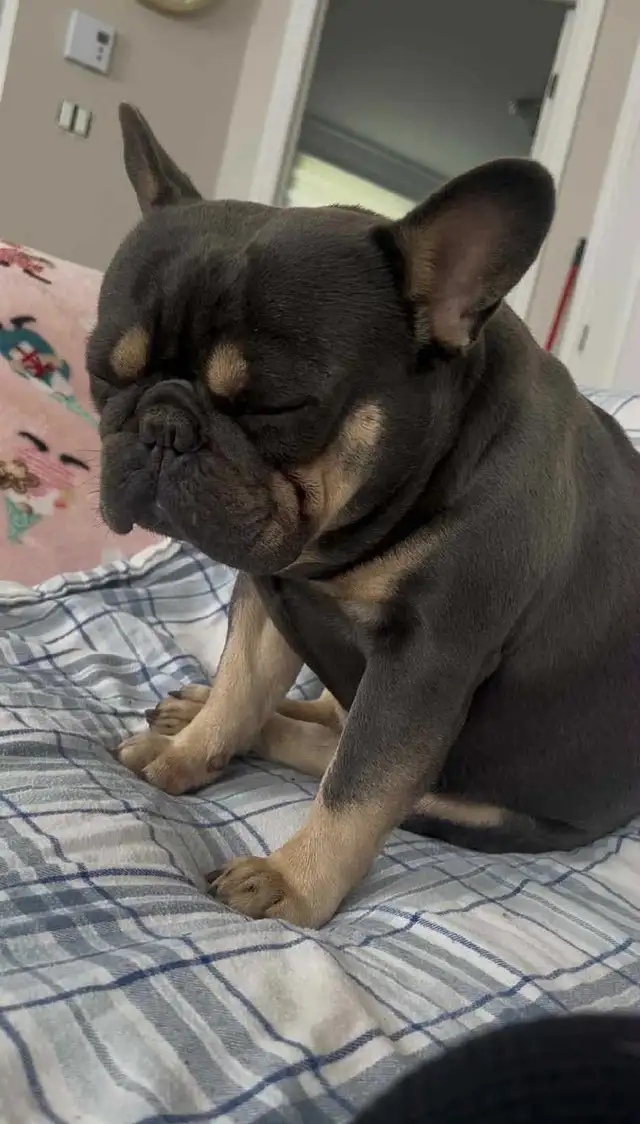 Leo est disparu depuis le 1 octobre 2025, 438-828-2831 Ariane - Photo 6