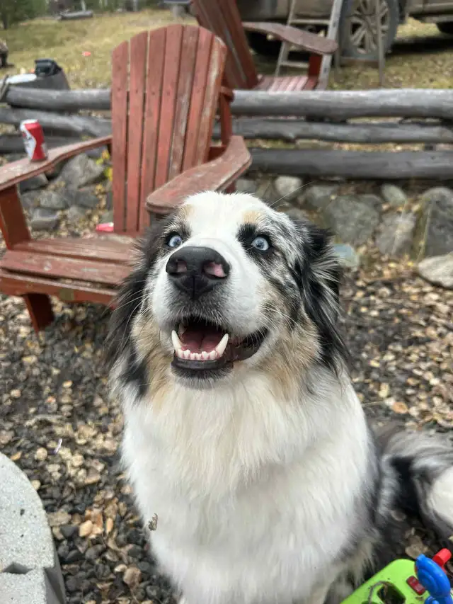 3 Year Old Australian Shepherd